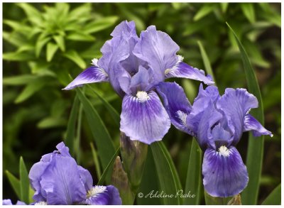 Blue Irises