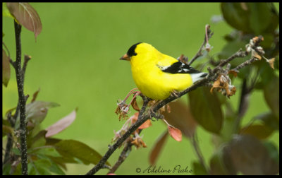 Goldfinch