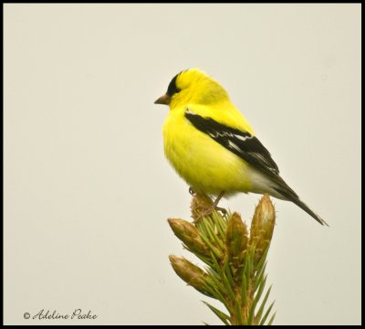 Goldfinch