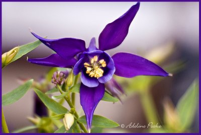 Purple Columbine