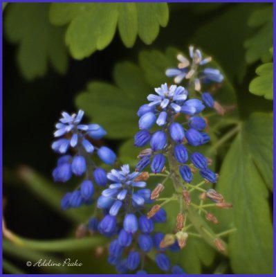 Grape Hyacinths