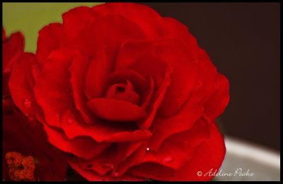 Begonia