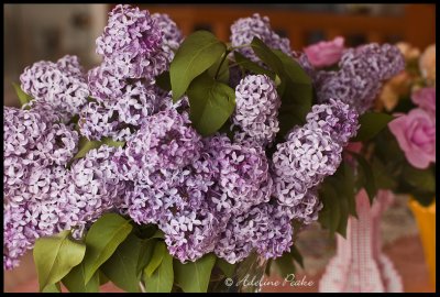 Lilacs