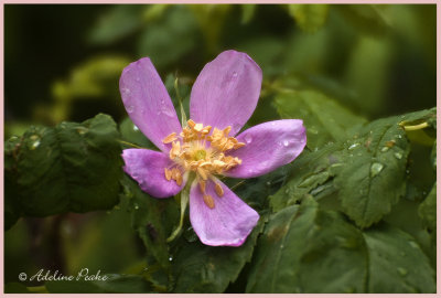 Alberta Wild Rose