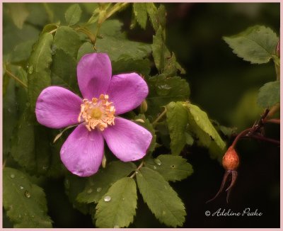 Alberta's Wild Rose