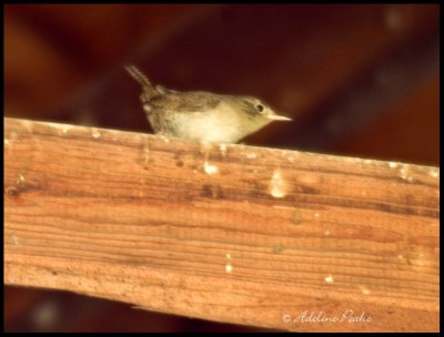 House Wren