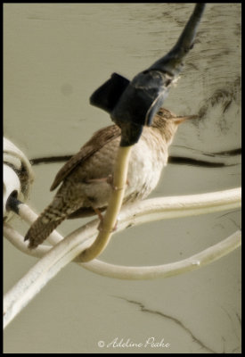 House Wren