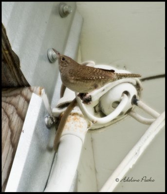 House Wren