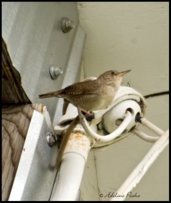 House Wren