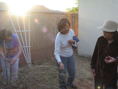 Uncle Choy's Garden-09.jpg