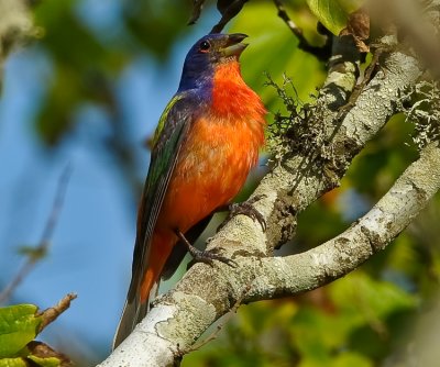 PAINTED BUNTING