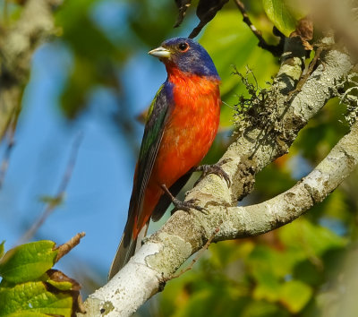 PAINTED BUNTING