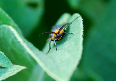 VIRGINIA CTENUCHA (Ctenucha virginica)