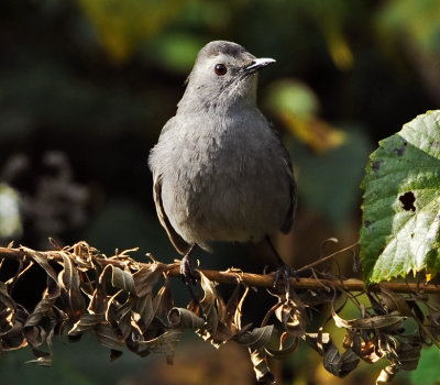 GRAY CATBIRD