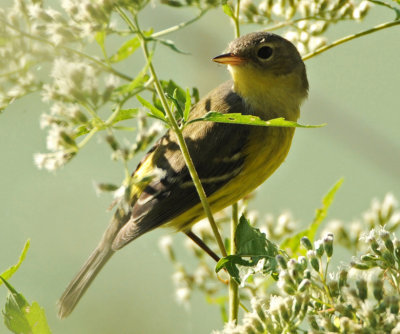 MAGNOLIA WARBLER
