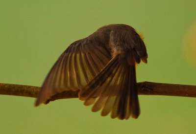 TUFTED TITMOUSE