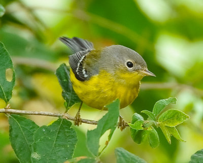 MAGNOLIA WARBLER