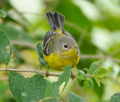 MAGNOLIA WARBLER