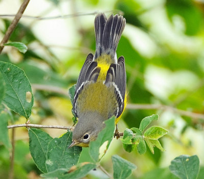 MAGNOLIA WARBLER