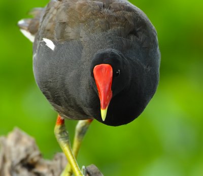 COMMON MOORHEN