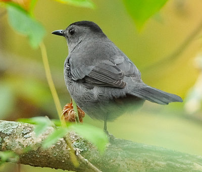 GRAY CATBIRD