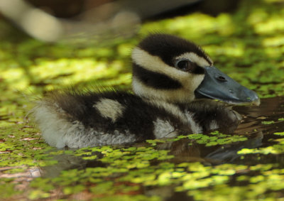 BLACK-BELLIED WHISTLING-DUCK