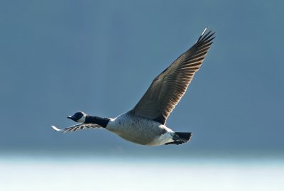 CANADA GOOSE