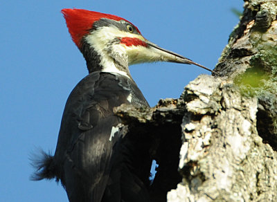 PILEATED WOODPECKER