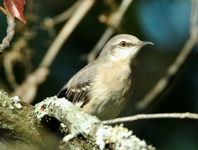 NORTHERN MOCKINGBIRD