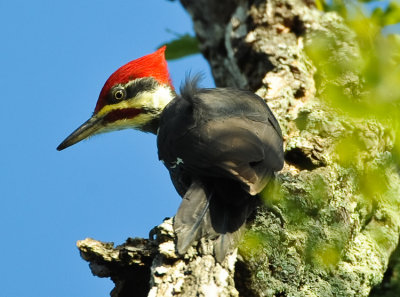 PILEATED WOODPECKER