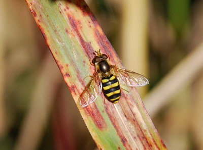 AMERICAN HOVER FLY (Metasyrphus americanus)