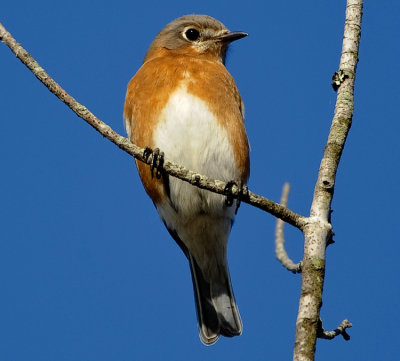 EASTERN BLUEBIRD