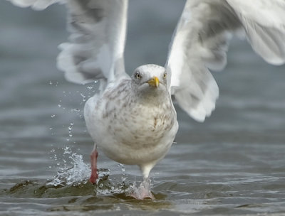 HERRING GULL