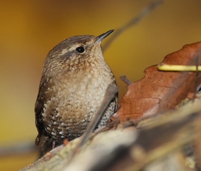 WINTER WREN