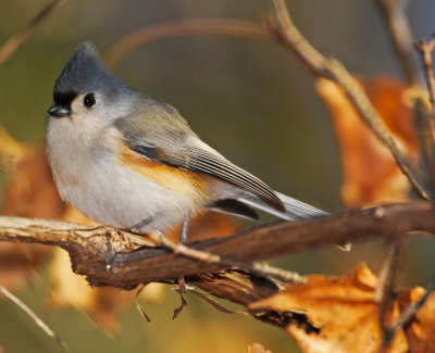 TUFTED TITMOUSE