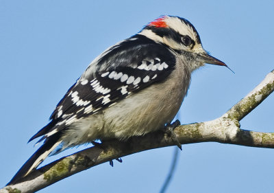 DOWNY WOODPECKER