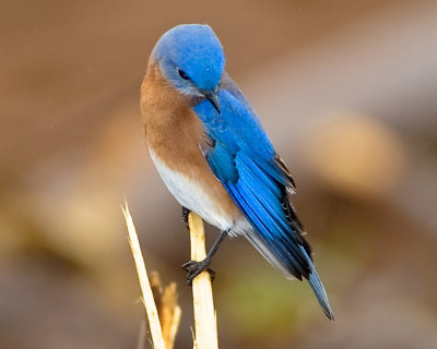 EASTERN BLUEBIRD