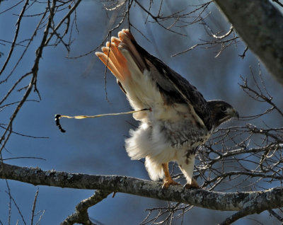 RED-TAILED HAWK