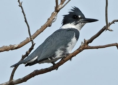BELTED KINGFISHER ♂