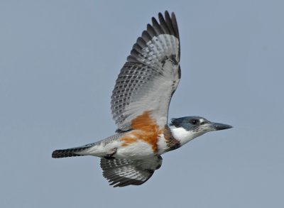 BELTED KINGFISHER ♀