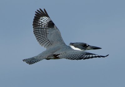 BELTED KINGFISHER ♂