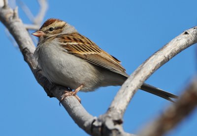 CHIPPING SPARROW