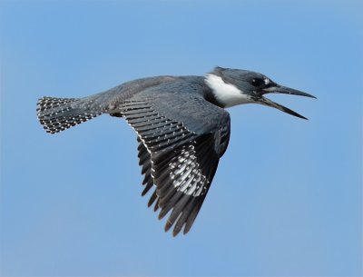BELTED KINGFISHER ♂