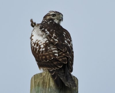 RED-TAILED HAWK