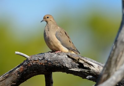 MOURNING DOVE