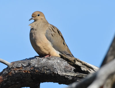 MOURNING DOVE