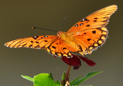 GULF FRITILLARY (Agraulis vanillae)