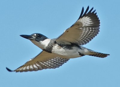 BELTED KINGFISHER ♂