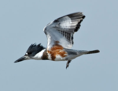 BELTED KINGFISHER ♀