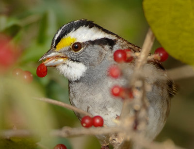 WHITE-THROATED SPARROW